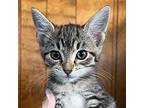 Rita Domestic Longhair Kitten Female