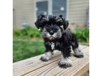 Schnauzer (Miniature) Puppy for sale in Treynor, IA, USA