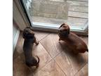 Dachshund Puppy for sale in Bay Shore, NY, USA