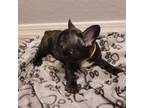 French Bulldog Puppy for sale in Tolleson, AZ, USA