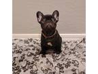 French Bulldog Puppy for sale in Tolleson, AZ, USA