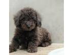 Poodle (Toy) Puppy for sale in West Palm Beach, FL, USA