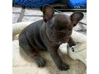 French Bulldog Puppy for sale in Sarcoxie, MO, USA