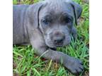 Cane Corso Puppy for sale in Pelion, SC, USA