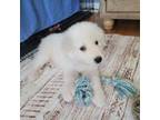 Great Pyrenees Puppy for sale in Springfield, MA, USA