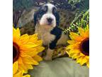 English Springer Spaniel Puppy for sale in Bloomsburg, PA, USA