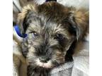 Schnauzer (Miniature) Puppy for sale in Apple Creek, OH, USA