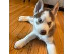 Siberian Husky Puppy for sale in Lafayette, IN, USA