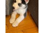 Siberian Husky Puppy for sale in Lafayette, IN, USA