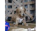 Coton de Tulear Puppy for sale in Koshkonong, MO, USA