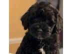 Schnauzer (Miniature) Puppy for sale in Dallas, TX, USA
