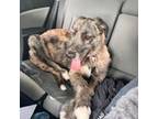 Irish Wolfhound Puppy for sale in New Concord, OH, USA