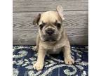 French Bulldog Puppy for sale in Richmond, KY, USA