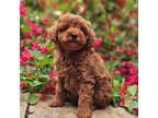 Poodle (Toy) Puppy for sale in Boyden, IA, USA