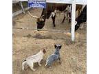 Australian Cattle Dog Puppy for sale in Temecula, CA, USA