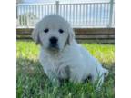 Golden Retriever Puppy for sale in Greeneville, TN, USA