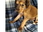 Saluki Puppy for sale in Mineral Point, MO, USA