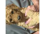 Goldendoodle Puppy for sale in Lafayette, LA, USA