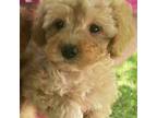 Cavapoo Puppy for sale in Belding, MI, USA