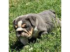 Bulldog Puppy for sale in Checotah, OK, USA