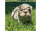 Bulldog Puppy for sale in Checotah, OK, USA