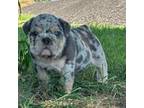 Bulldog Puppy for sale in Checotah, OK, USA