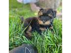 Mutt Puppy for sale in Moses Lake, WA, USA