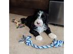 Aussiedoodle Puppy for sale in Batavia, IL, USA