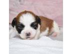 Zuchon Puppy for sale in Moulton, IA, USA