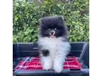 Pomeranian Puppy for sale in Stuart, VA, USA