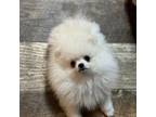 Pomeranian Puppy for sale in Carrollton, TX, USA