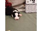 Border Collie Puppy for sale in Clear Spring, MD, USA