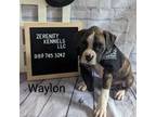 Boxer Puppy for sale in Grayling, MI, USA