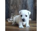 West Highland White Terrier Puppy for sale in Koshkonong, MO, USA