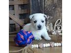 Cavapoo Puppy for sale in Koshkonong, MO, USA