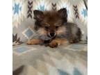 Pomeranian Puppy for sale in Albuquerque, NM, USA
