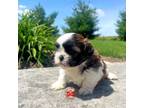 Shih Tzu Puppy for sale in Nappanee, IN, USA