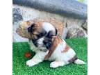 Shih Tzu Puppy for sale in Nappanee, IN, USA