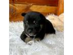 Shiba Inu Puppy for sale in Mammoth Spring, AR, USA