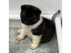 Akita Puppy for sale in Stem, NC, USA