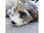 Mutt Puppy for sale in Decatur, MI, USA