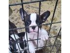 French Bulldog Puppy for sale in Burnsville, MN, USA