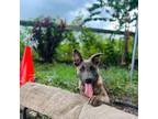 Mutt Puppy for sale in Plant City, FL, USA