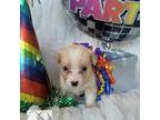 Cardigan Welsh Corgi Puppy for sale in Bradenton, FL, USA