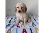 Golden Retriever Puppy for sale in Phoenix, AZ, USA