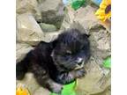 Mutt Puppy for sale in Artemus, KY, USA
