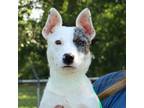 Adopt Roo a Mixed Breed