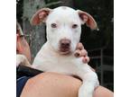 Adopt Giggles a Mixed Breed