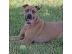 Adopt Harlow a Black Mouth Cur, Mixed Breed