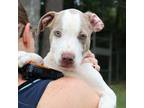 Adopt Birdy a Mixed Breed